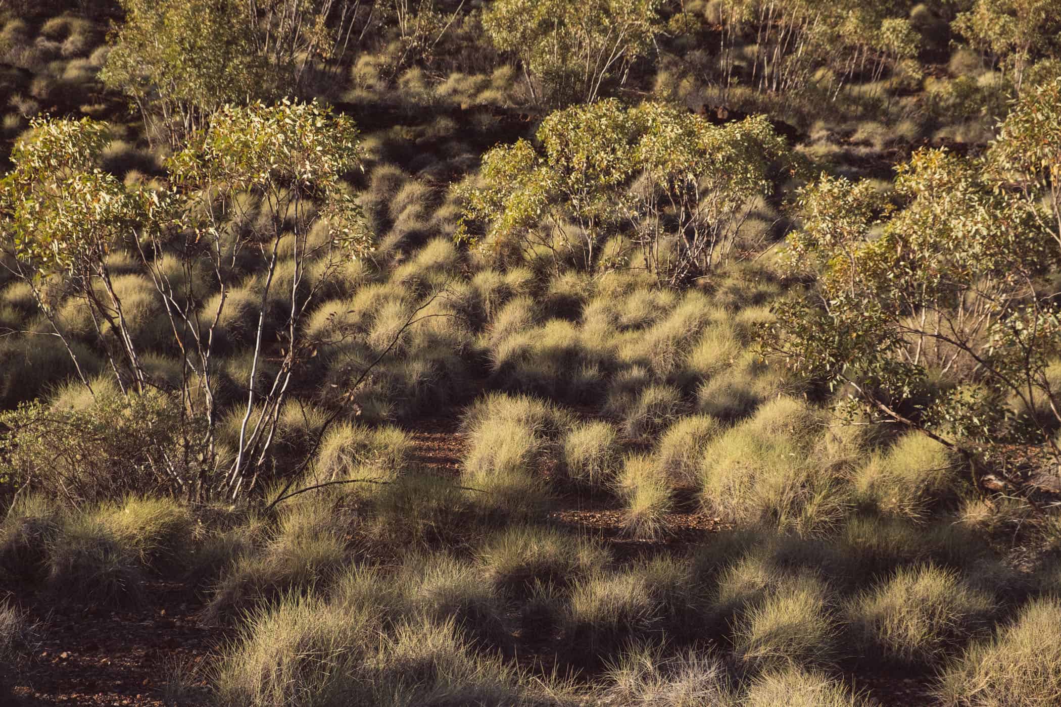 Ellery Creek Big Hole Walk West MacDonnells Range