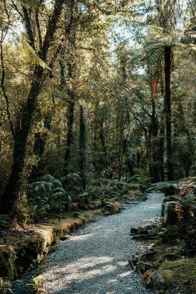 Well-formed track leads throuh dense rainforest at Hokitika Gorge