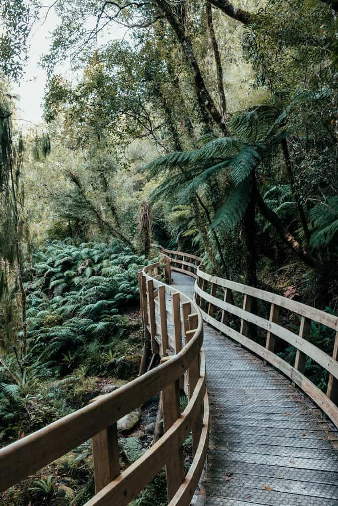 Well-formed track leads throuh dense rainforest at Hokitika Gorge