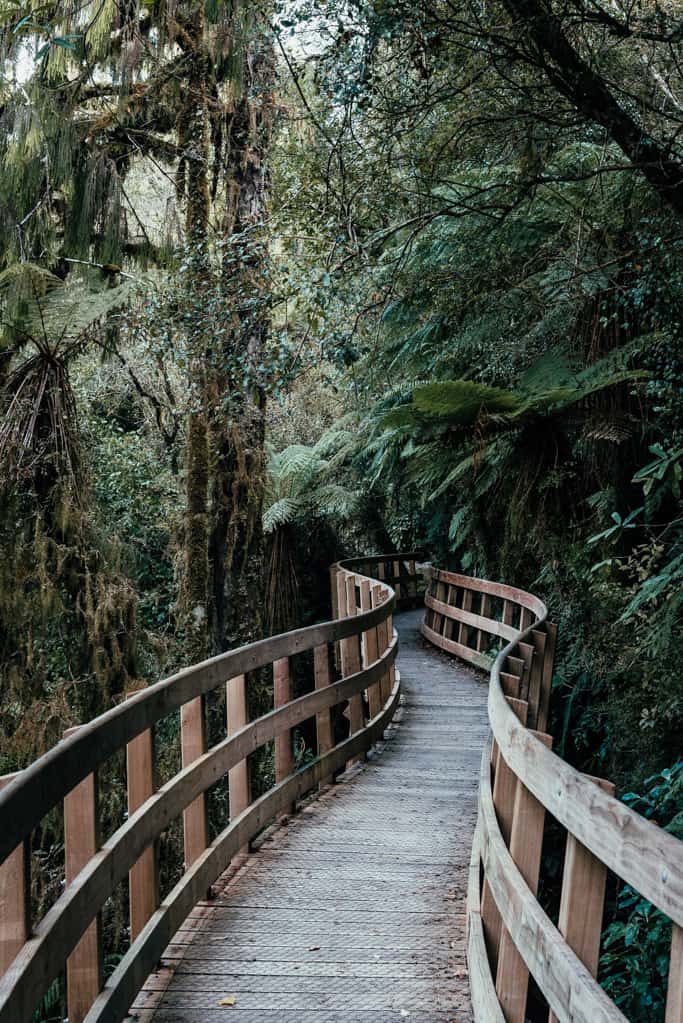 Well-formed track leads throuh dense rainforest at Hokitika Gorge