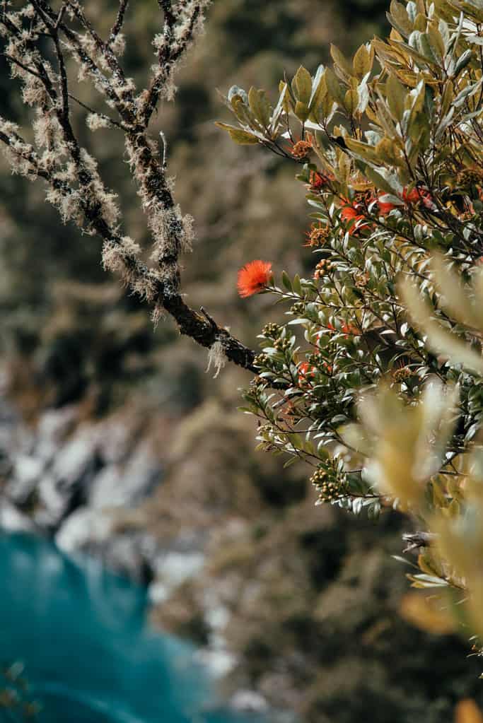 Blooming Puhutukawa with Hokitika Gorge in background