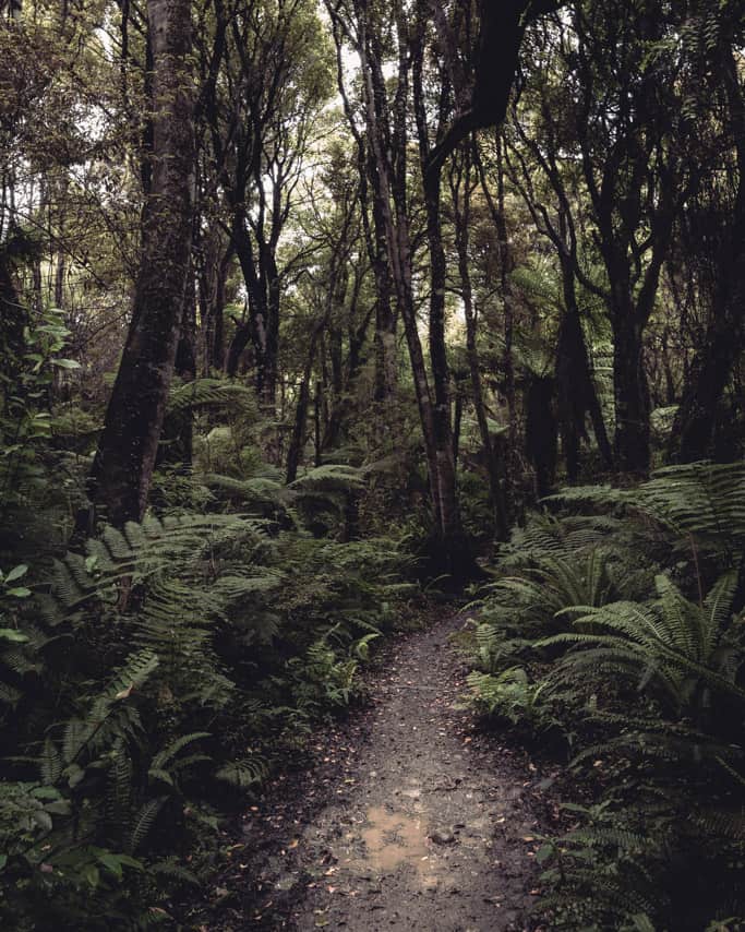 Trail section through lush forest