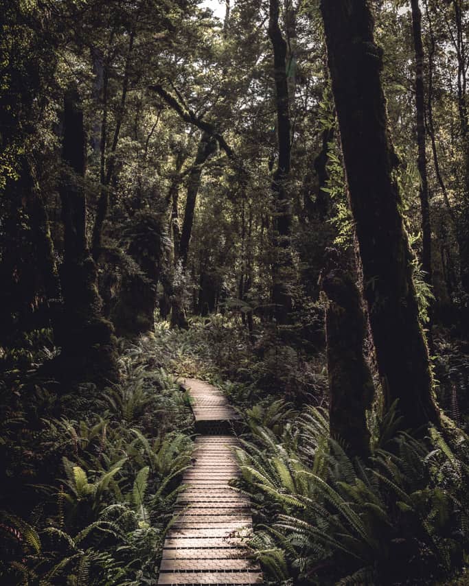 boardwalk section of Humpridge Track
