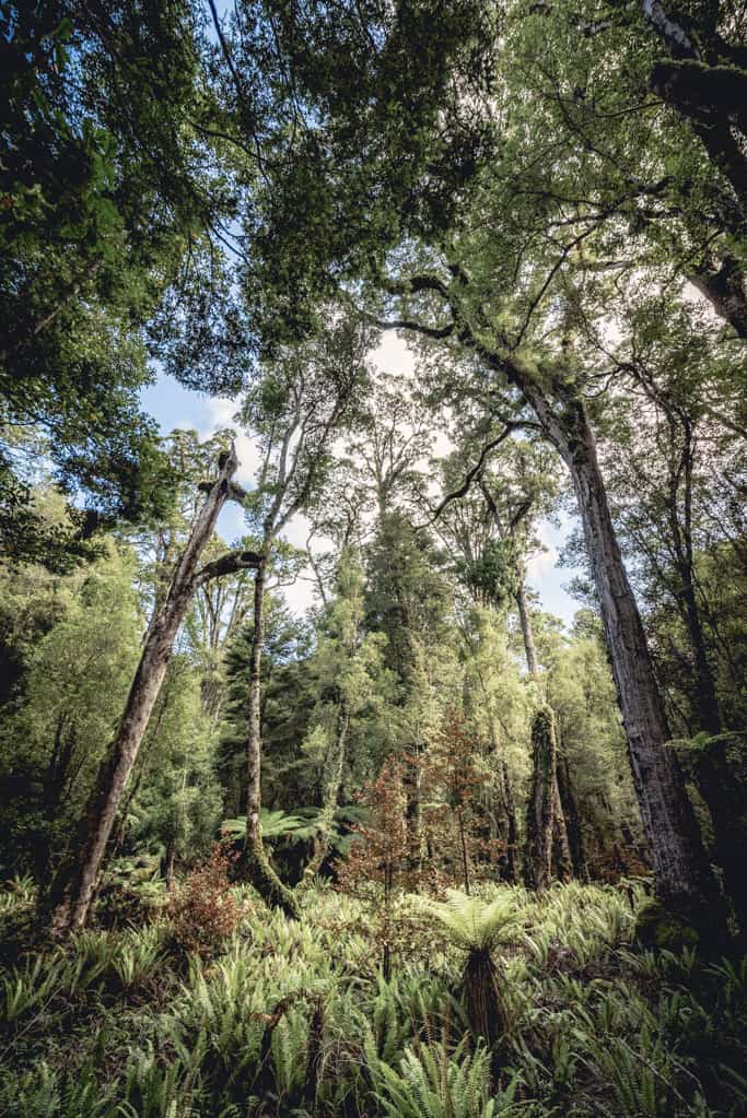Lush forest on a sunny day on Humpridge Track