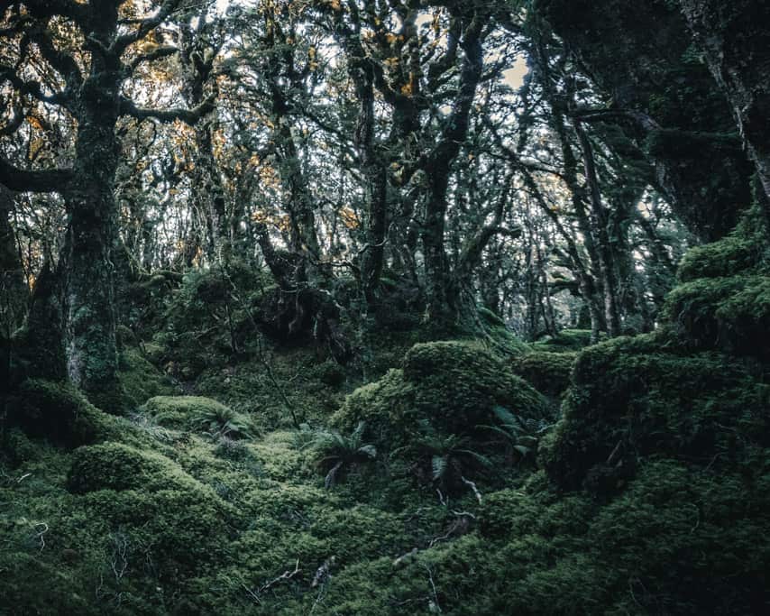 Boardwalk through dark and moody beech forest on Humpridge Track