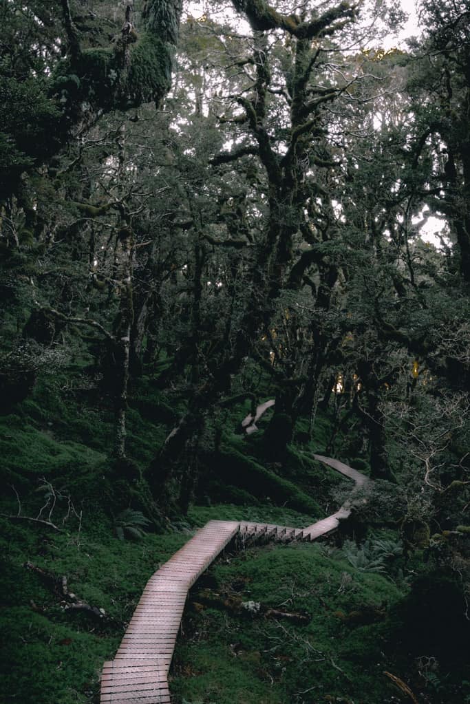 Boardwalk through dark and moody beech forest on Humpridge Track