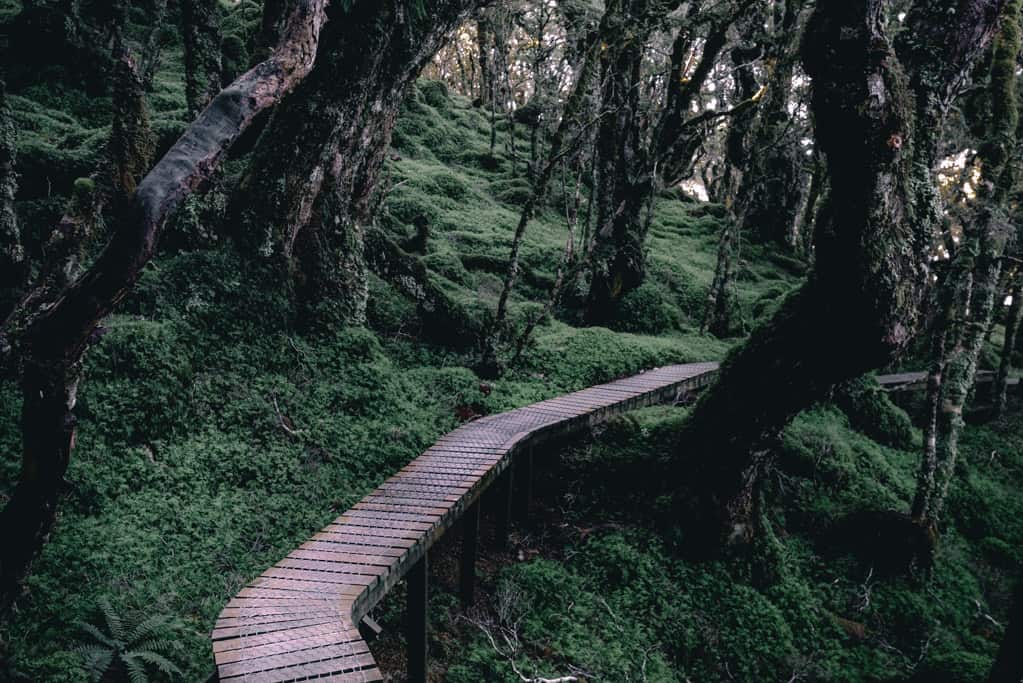 Boardwalk through dark and moody beech forest on Humpridge Track