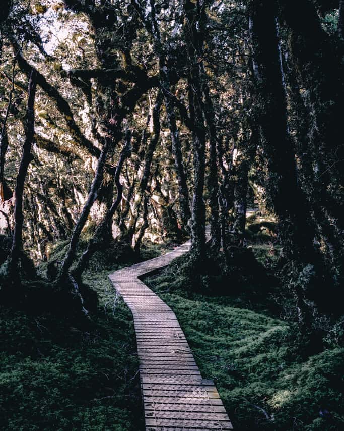 Boardwalk through dark and moody beech forest on Humpridge Track