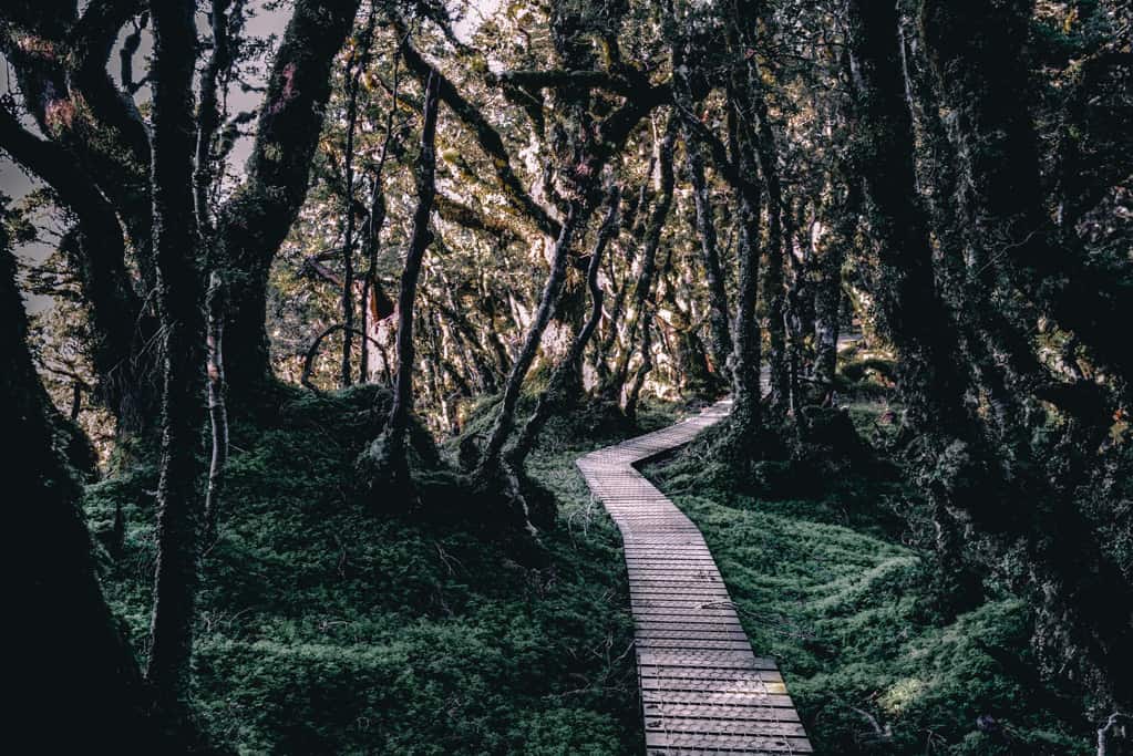 Boardwalk through dark and moody beech forest on Humpridge Track