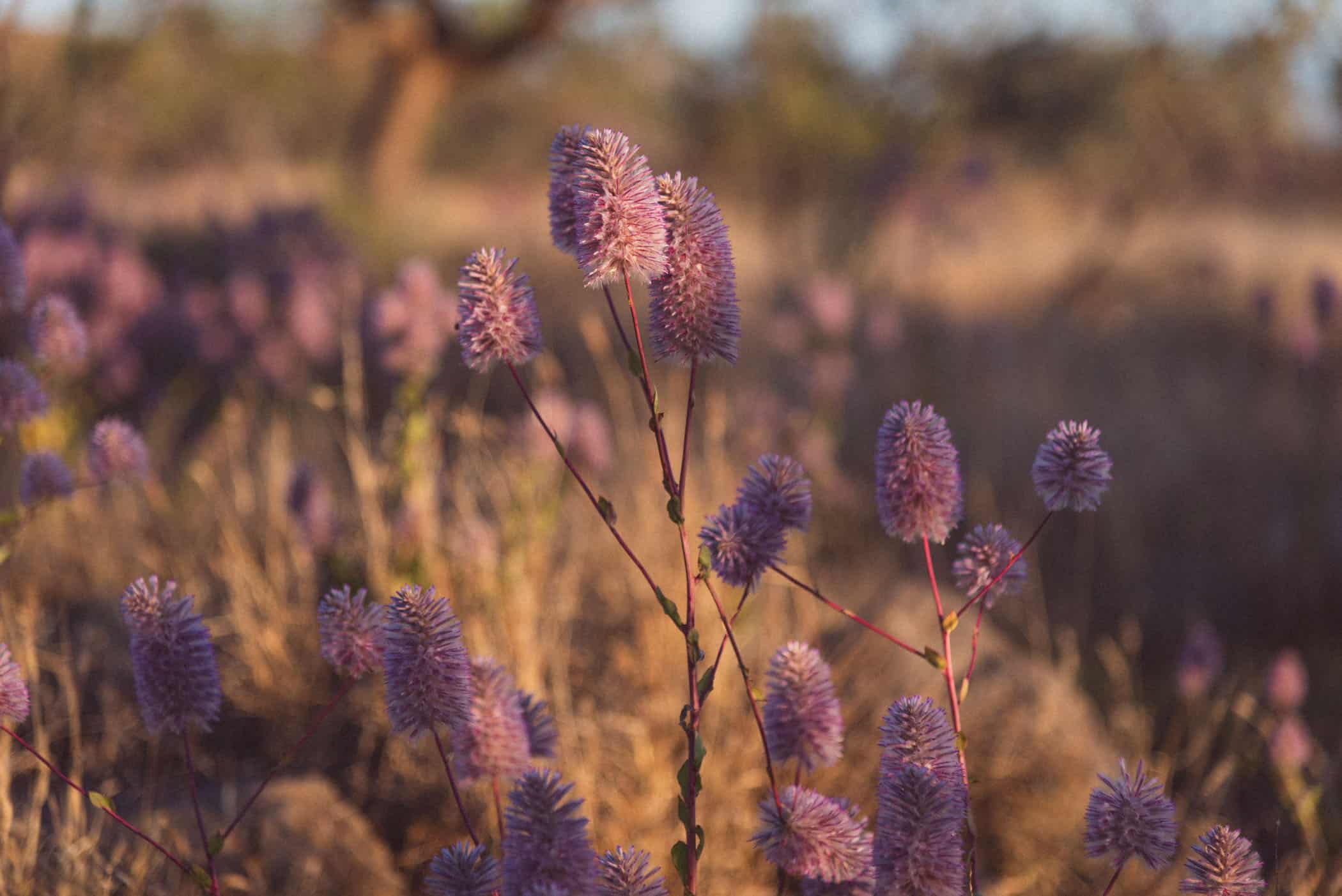 sunset at Karijini National Park