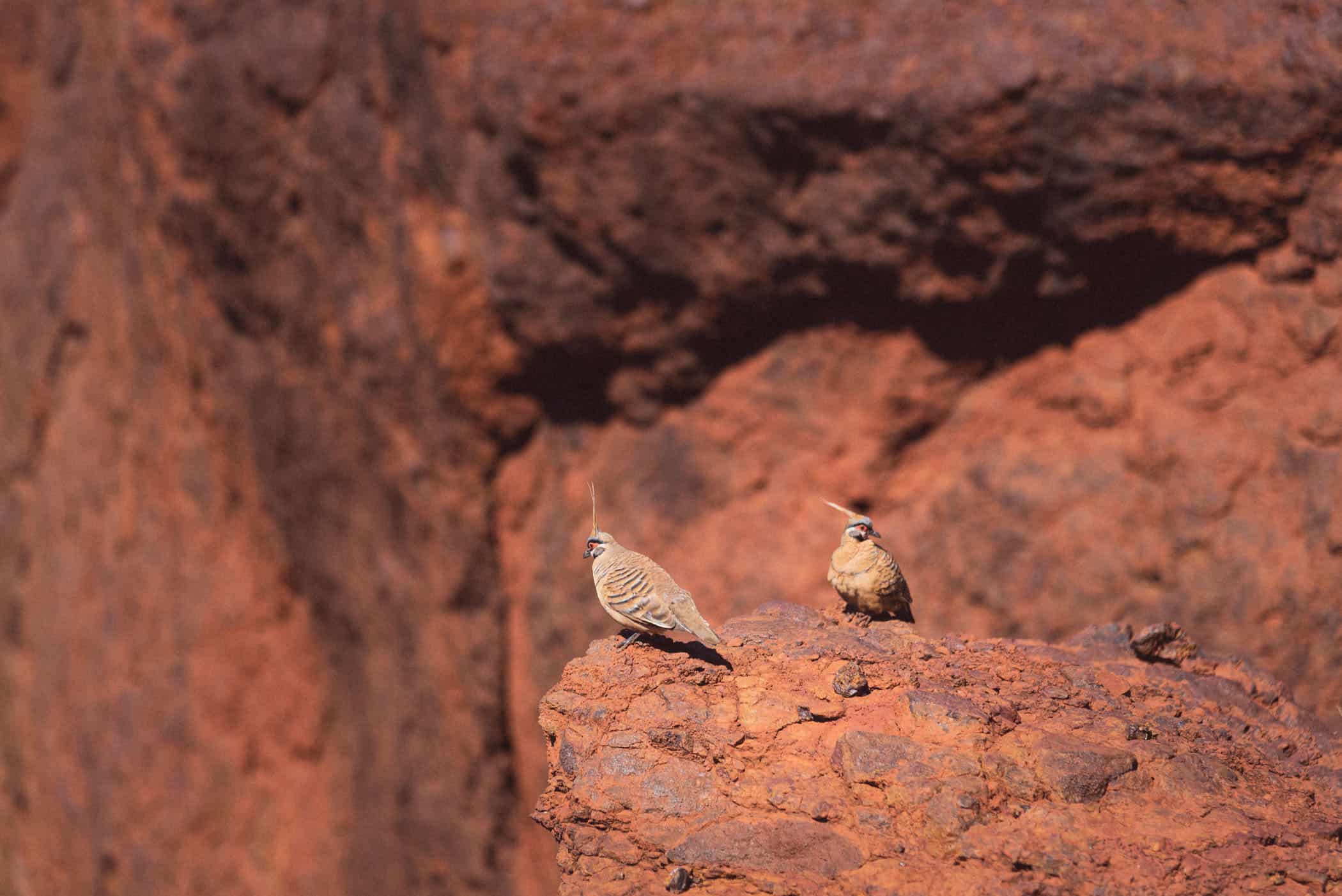 Dales Gorge in Karijini National Park