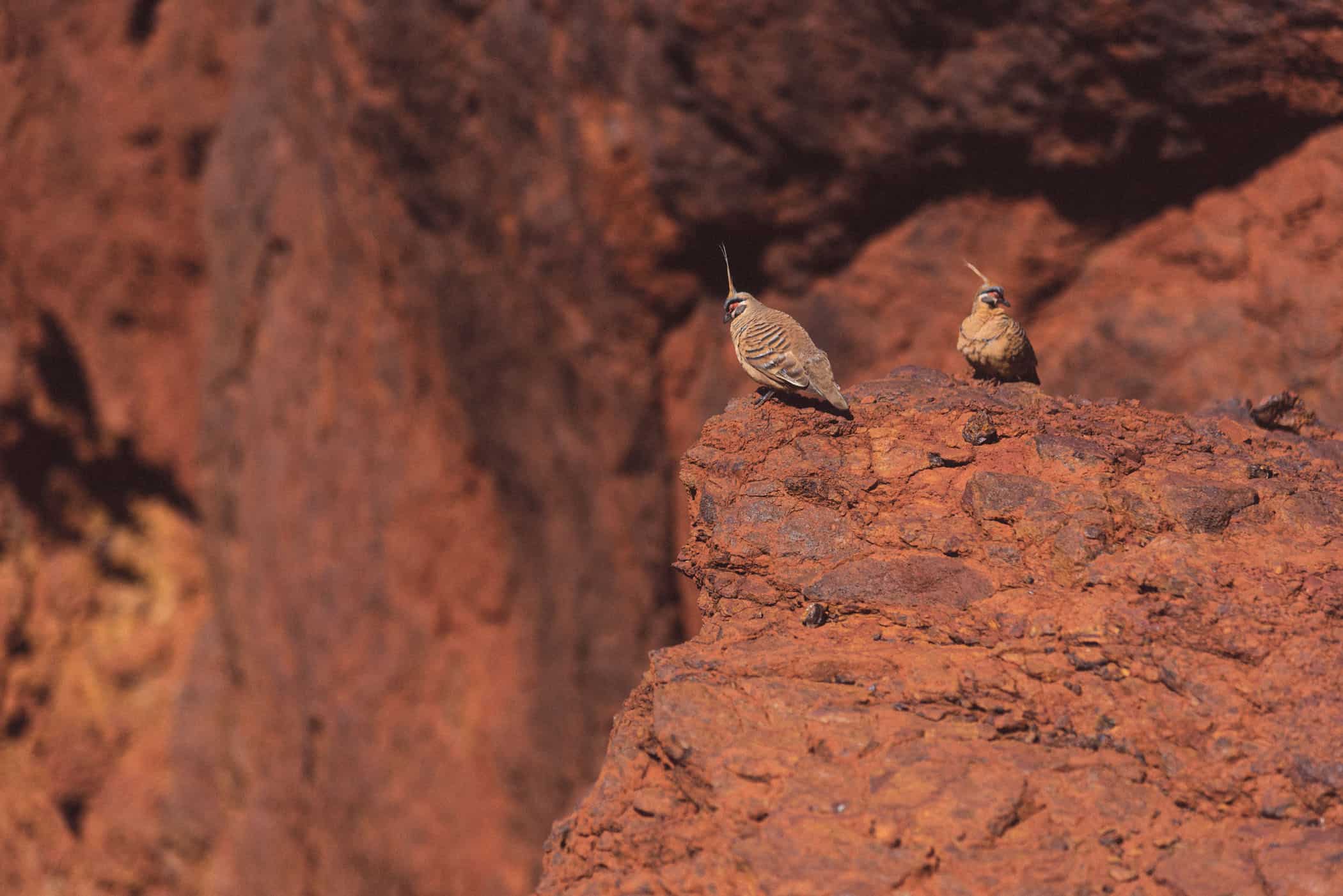 Dales Gorge in Karijini National Park