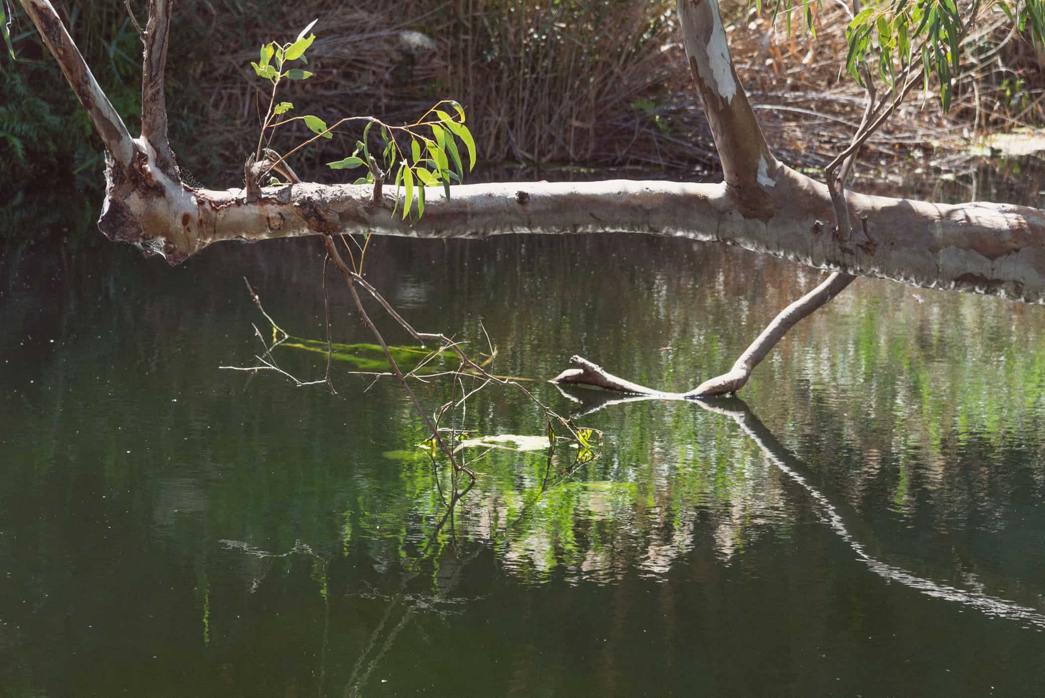 Kathleen Springs Walk