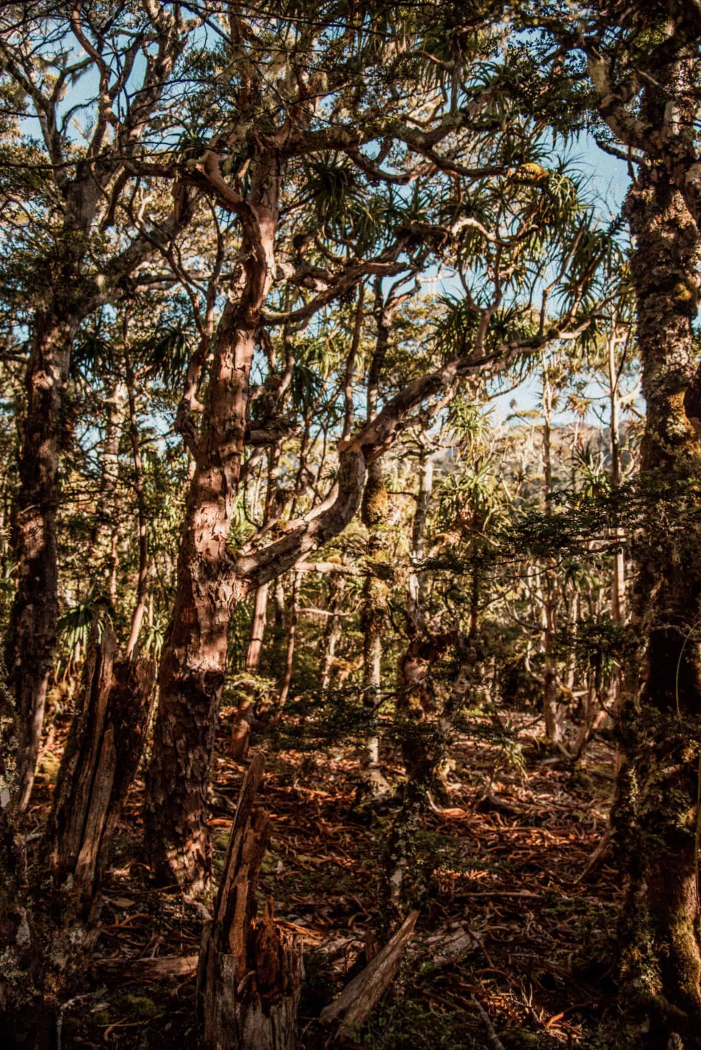 Mount Arthur summit track through pristine forest