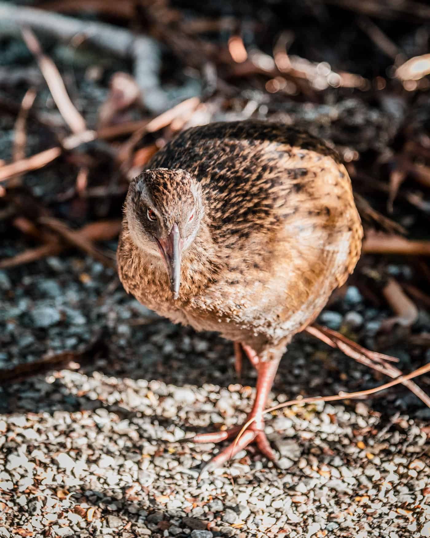 Weka on Arthur Mountain Summit Track