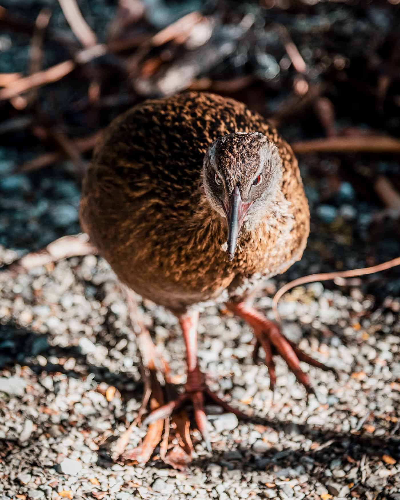Weka on Mount Arthur Summit Track