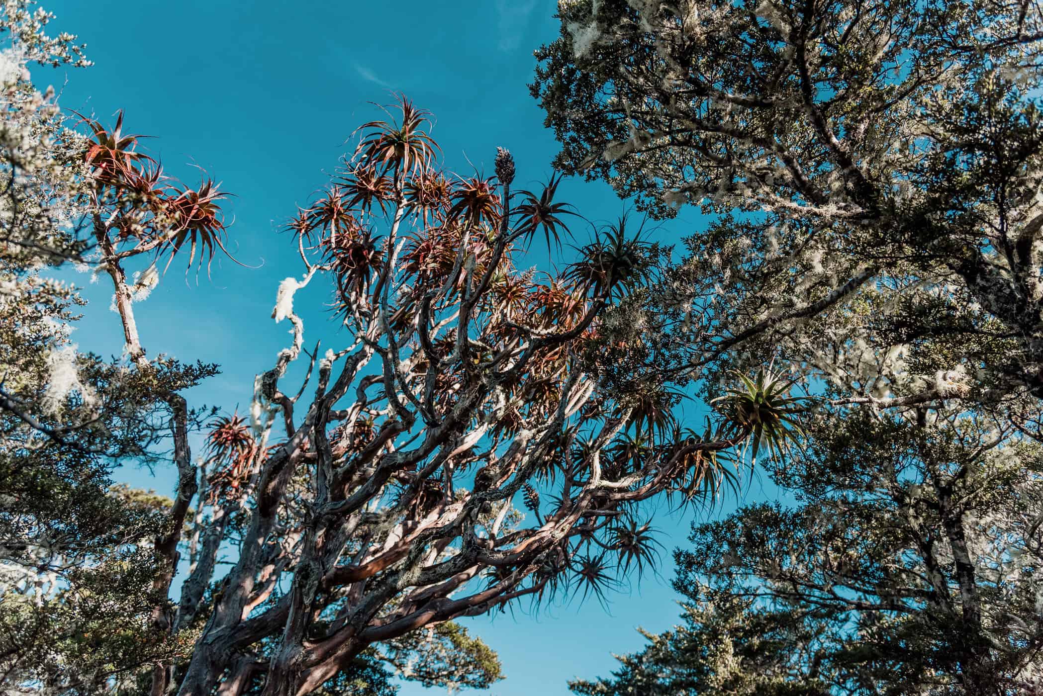 Mount Arthur summit track through pristine forest