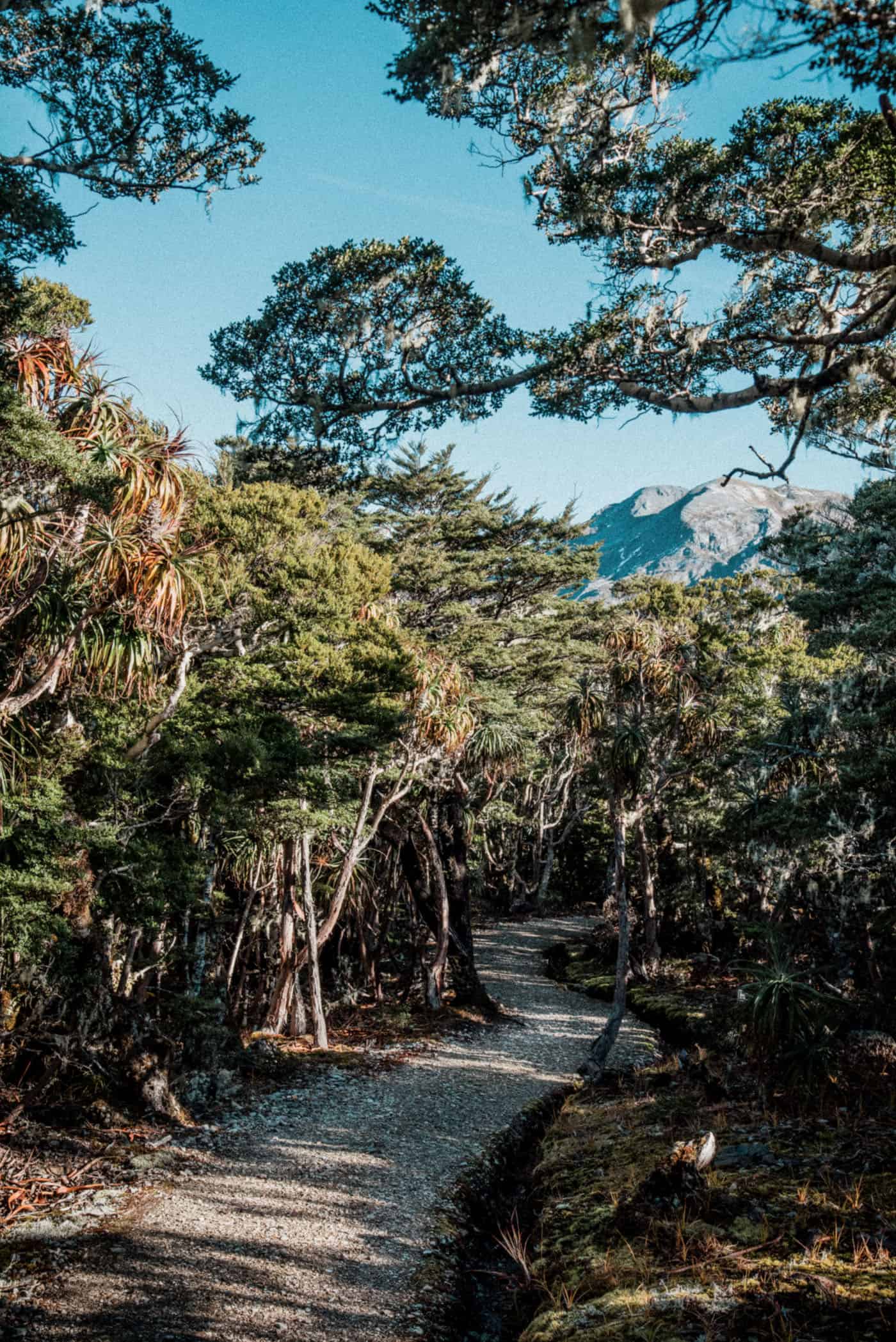 Mount Arthur summit track through pristine forest