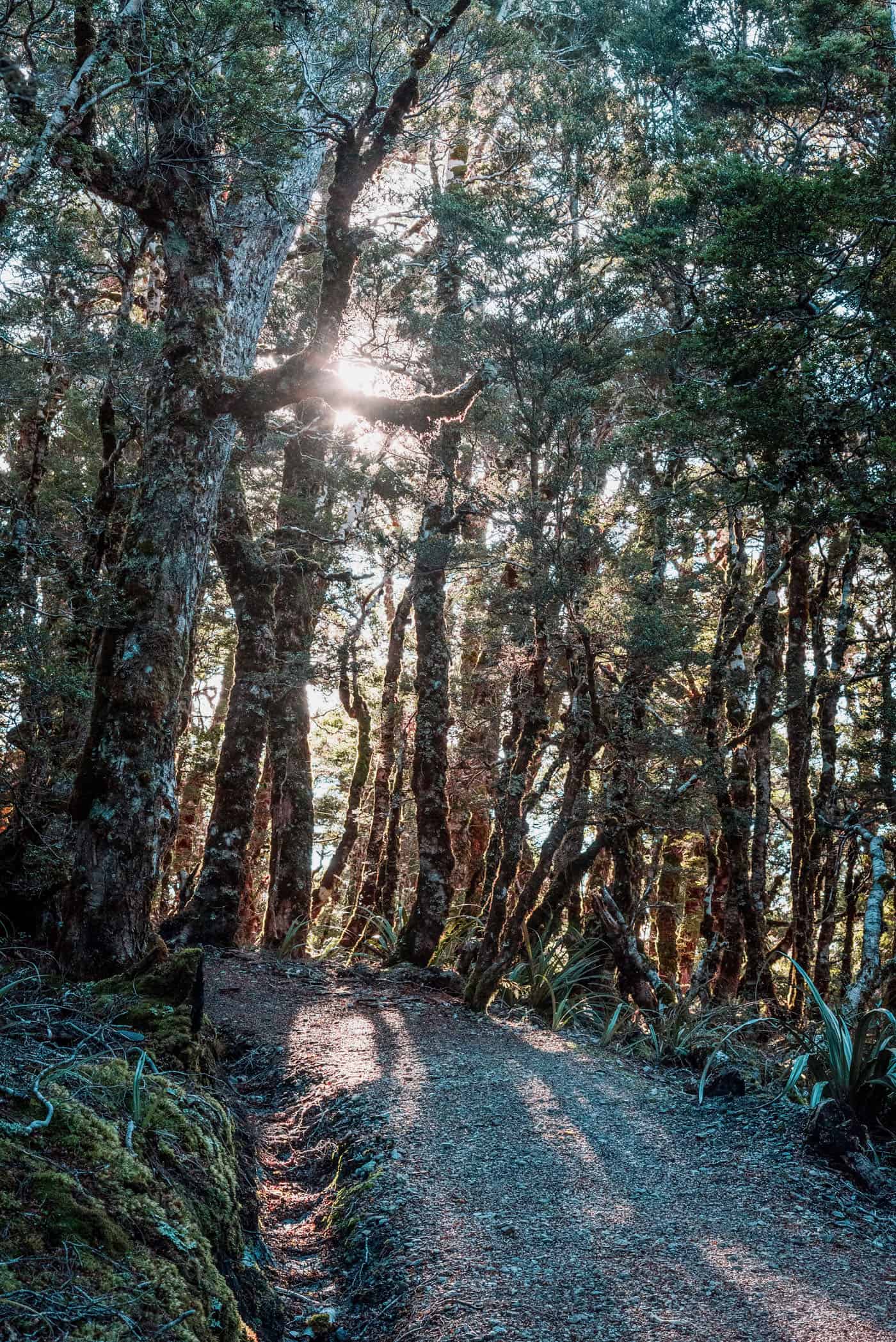 Mount Arthur summit track through pristine forest