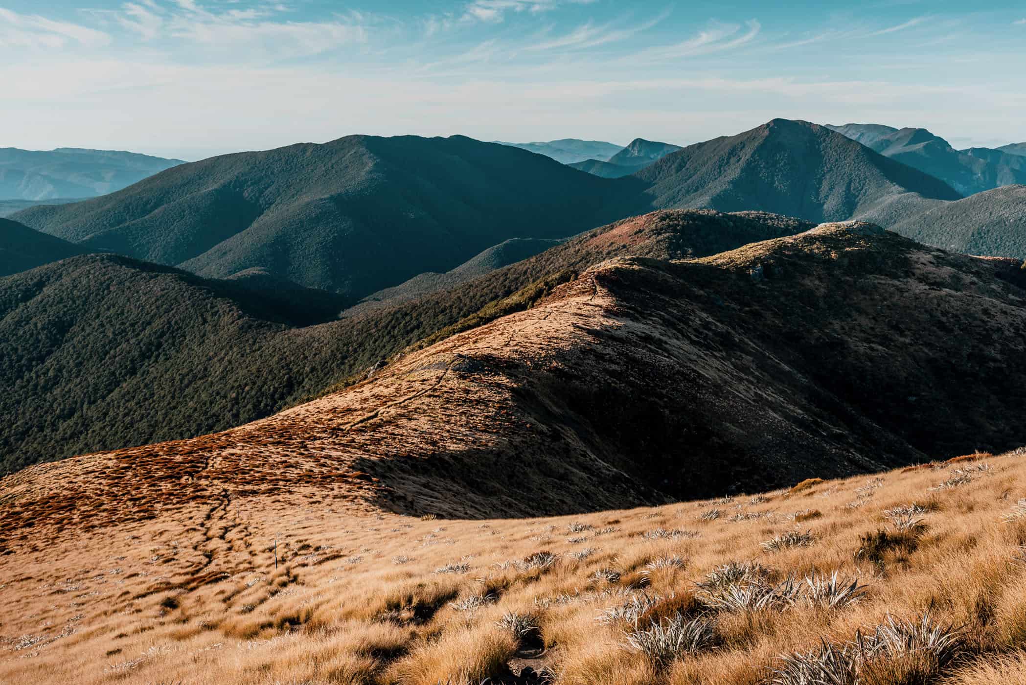 Mount Arthur summit track just above the tree line