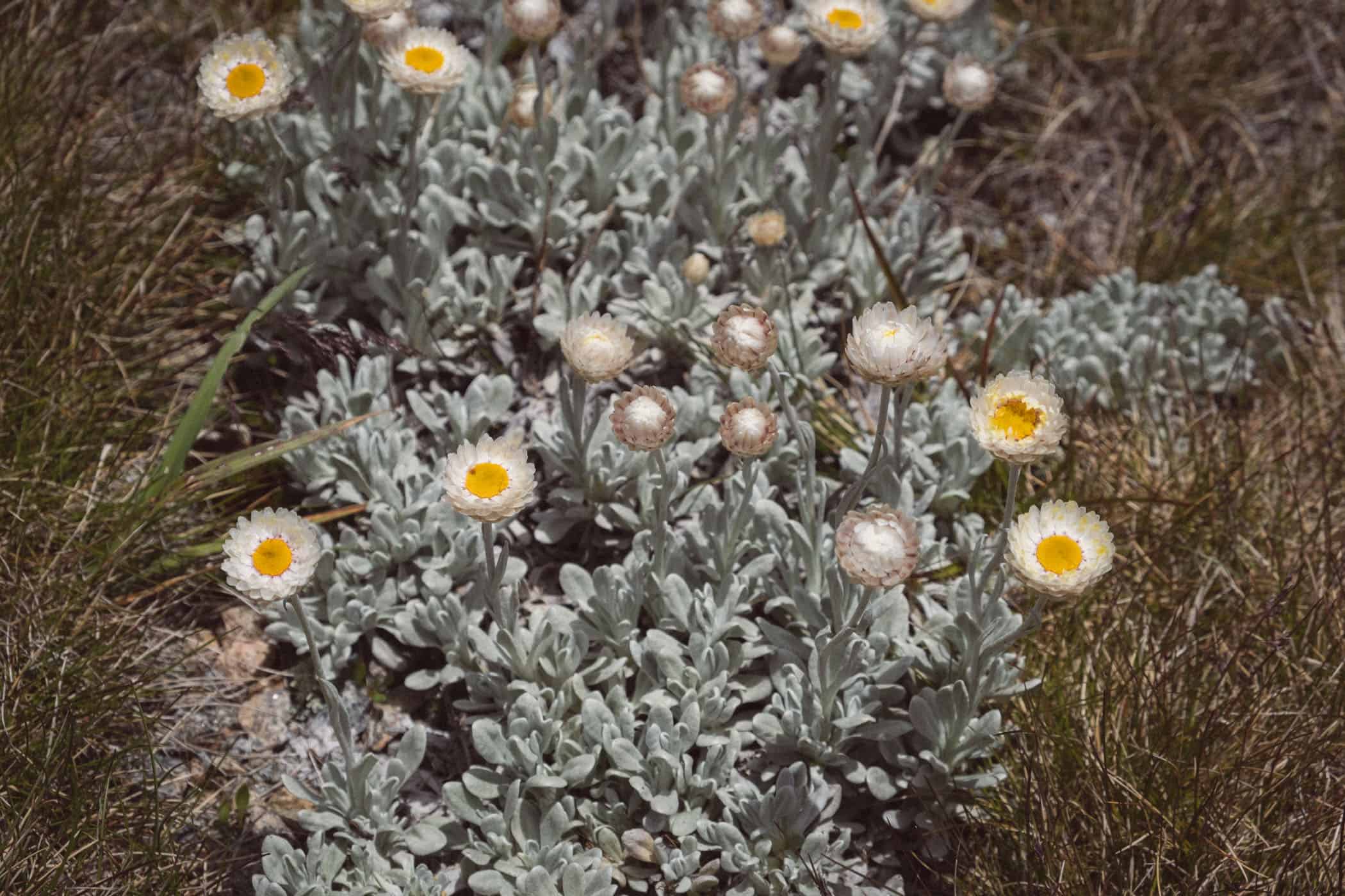Mount Kosciuszko Summit Walk