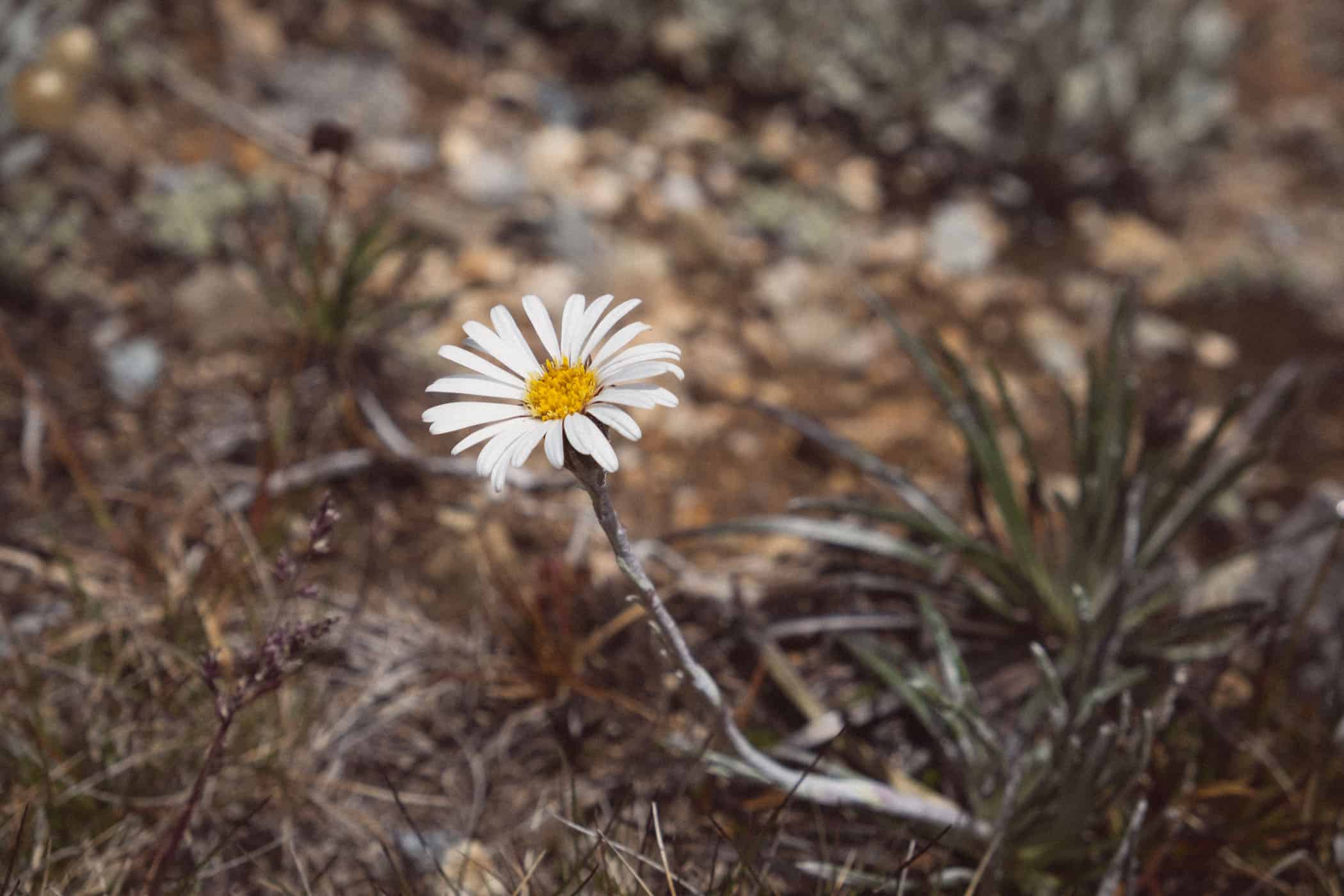 Mount Kosciuszko Summit Walk