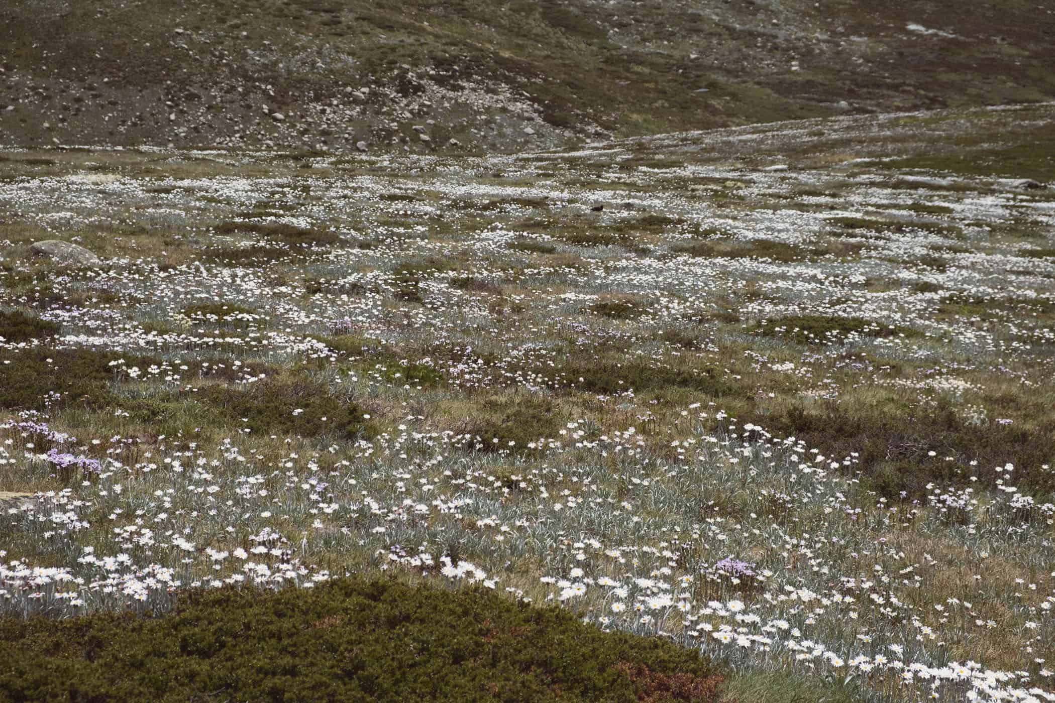 Mount Kosciuszko Summit Walk