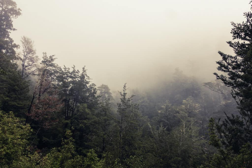 Misty mornig forest at Mt Richardson