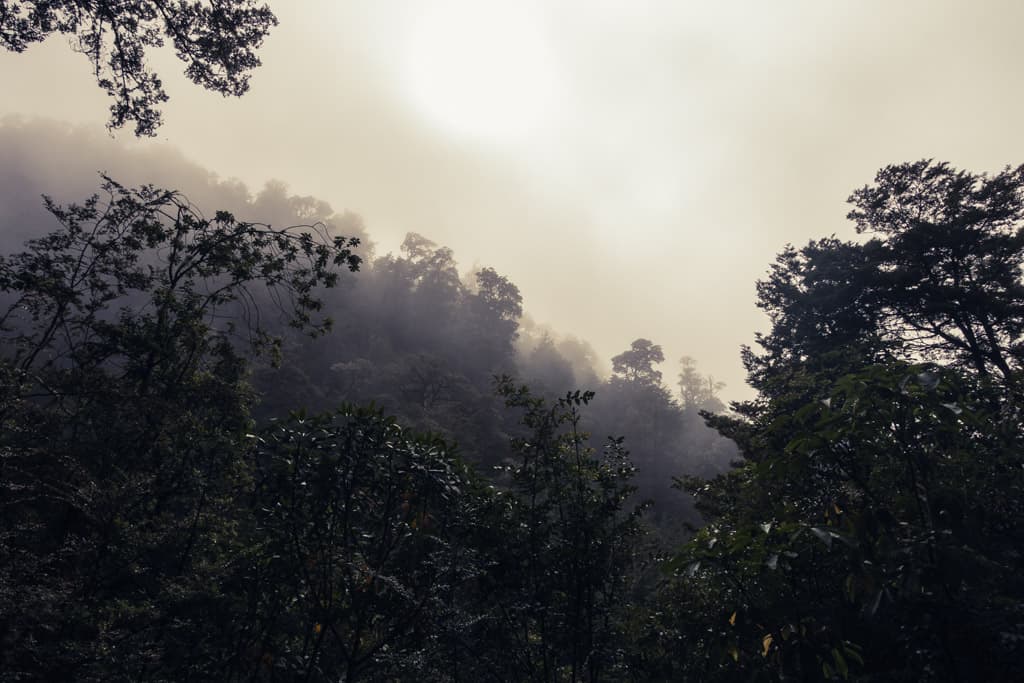 Misty mornig forest at Mt Richardson
