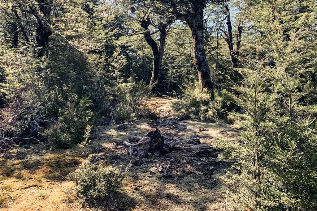Forest at Mt Richardson summit