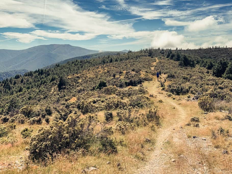 Forest at Mt Richardson