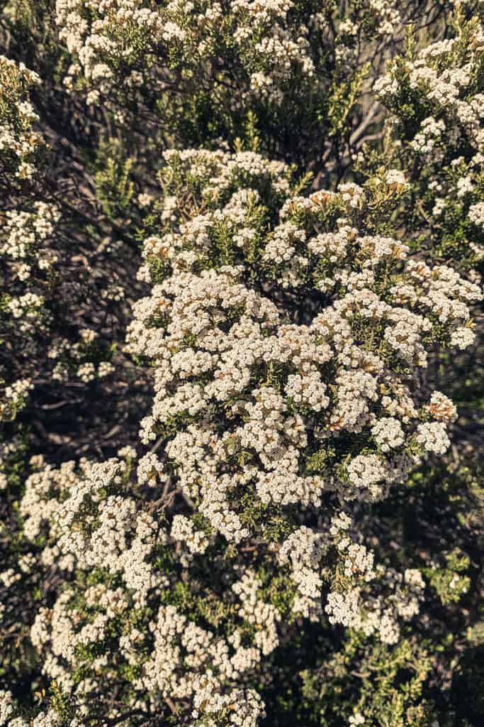 Blossoming bush at Mt Richardson
