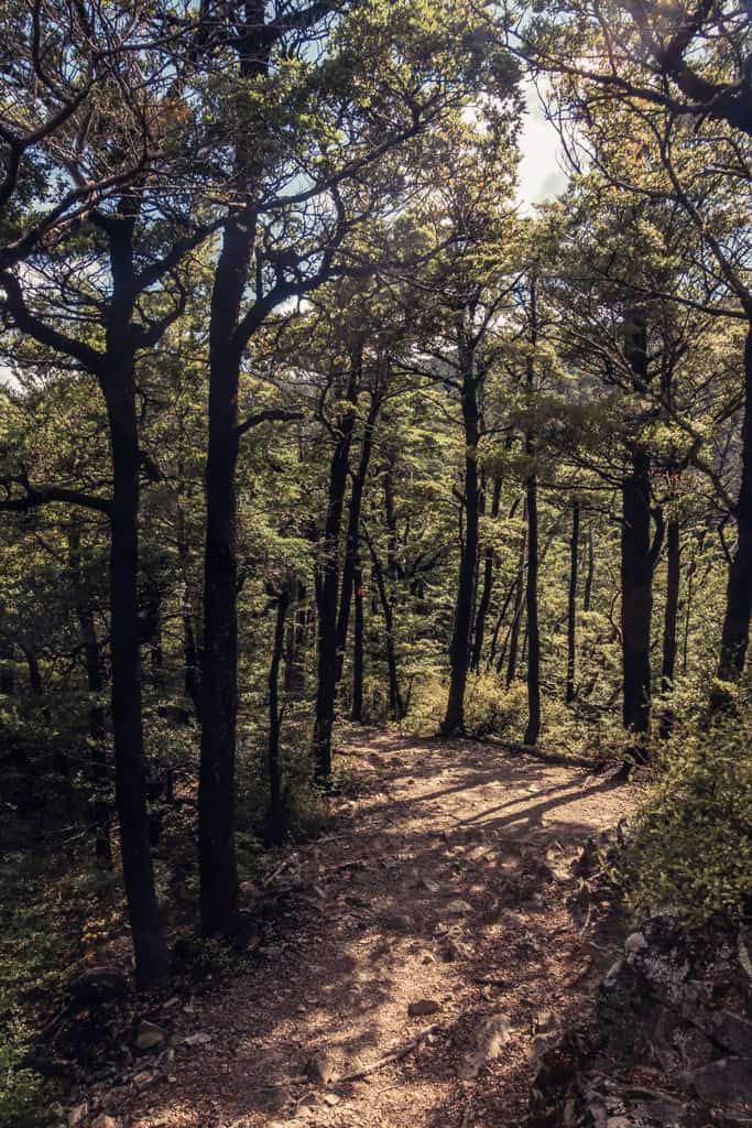 Mt Grey Track leads through native beech forest