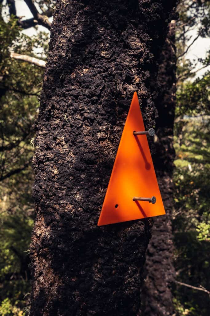 orange triangle DOC track marker on beech tree
