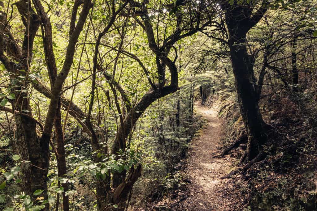 Mt Grey Track leads through native beech forest