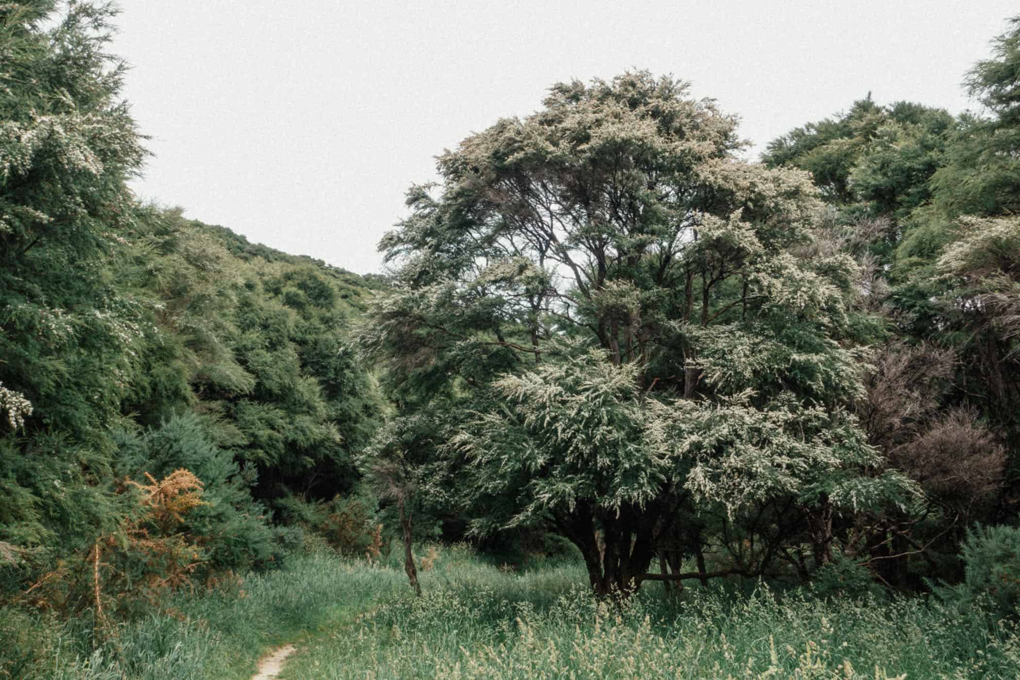 Cook's Cove at East Cape New Zealand North Island