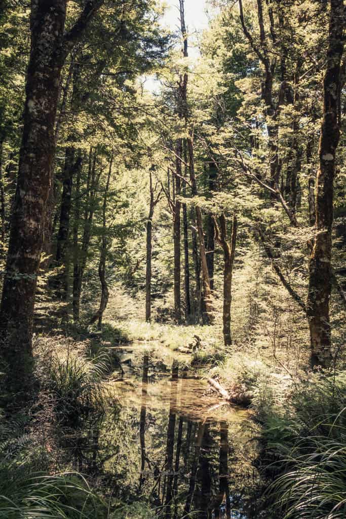 sun shines through canopy onto sream in the middle of the bush