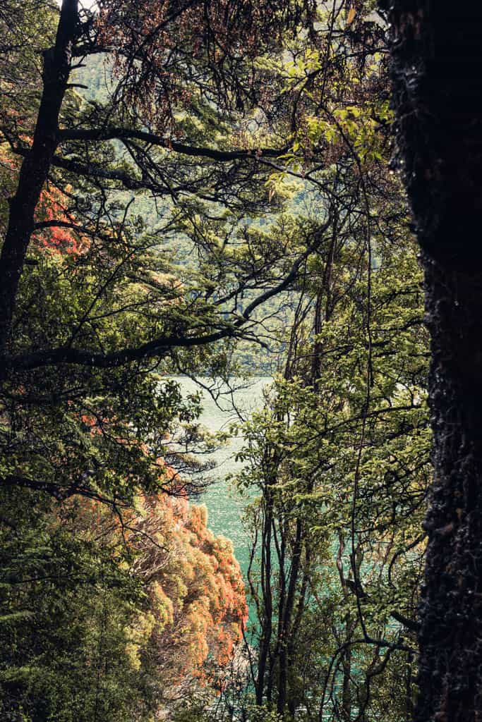 Flowering Rata tree at Lake Rotoiti