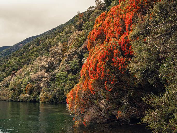 Flowering Rata tree on Lake Rotoiti