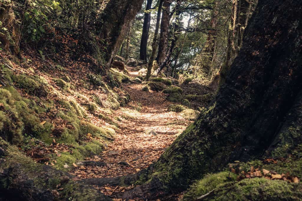 Tramping path through bush at Lake Rotoiti