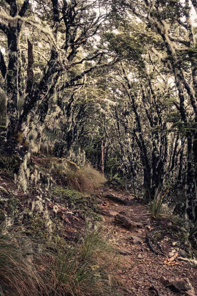 Beech forest along St Arnaud Range track