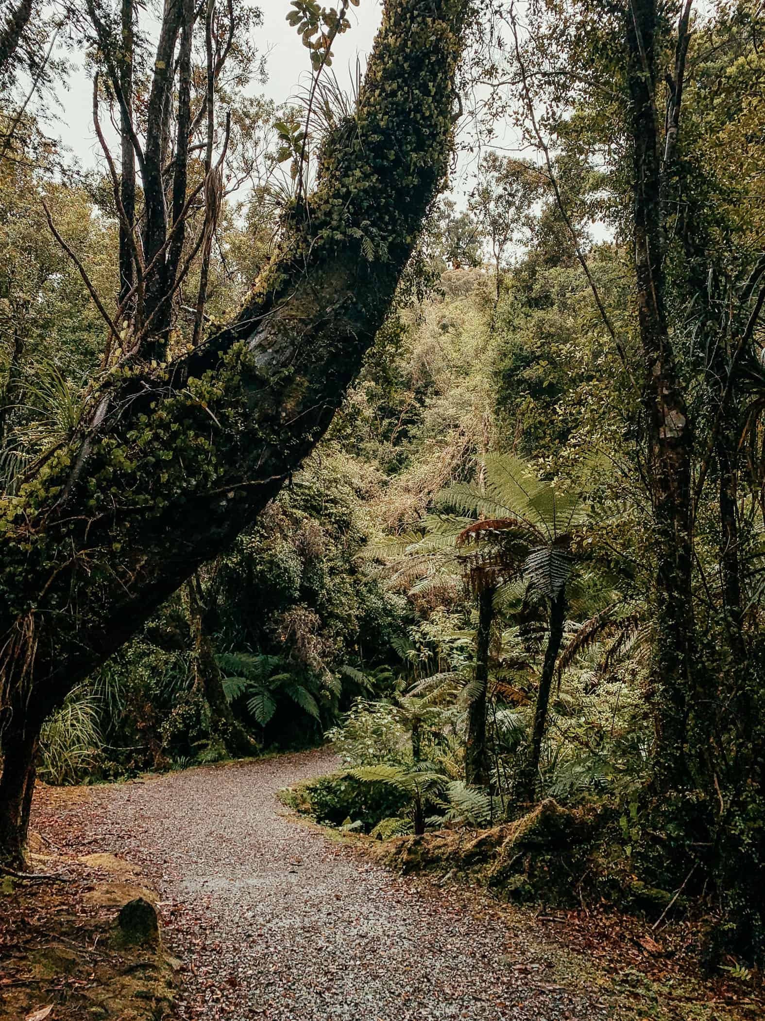 Okarito Lagoon Walk