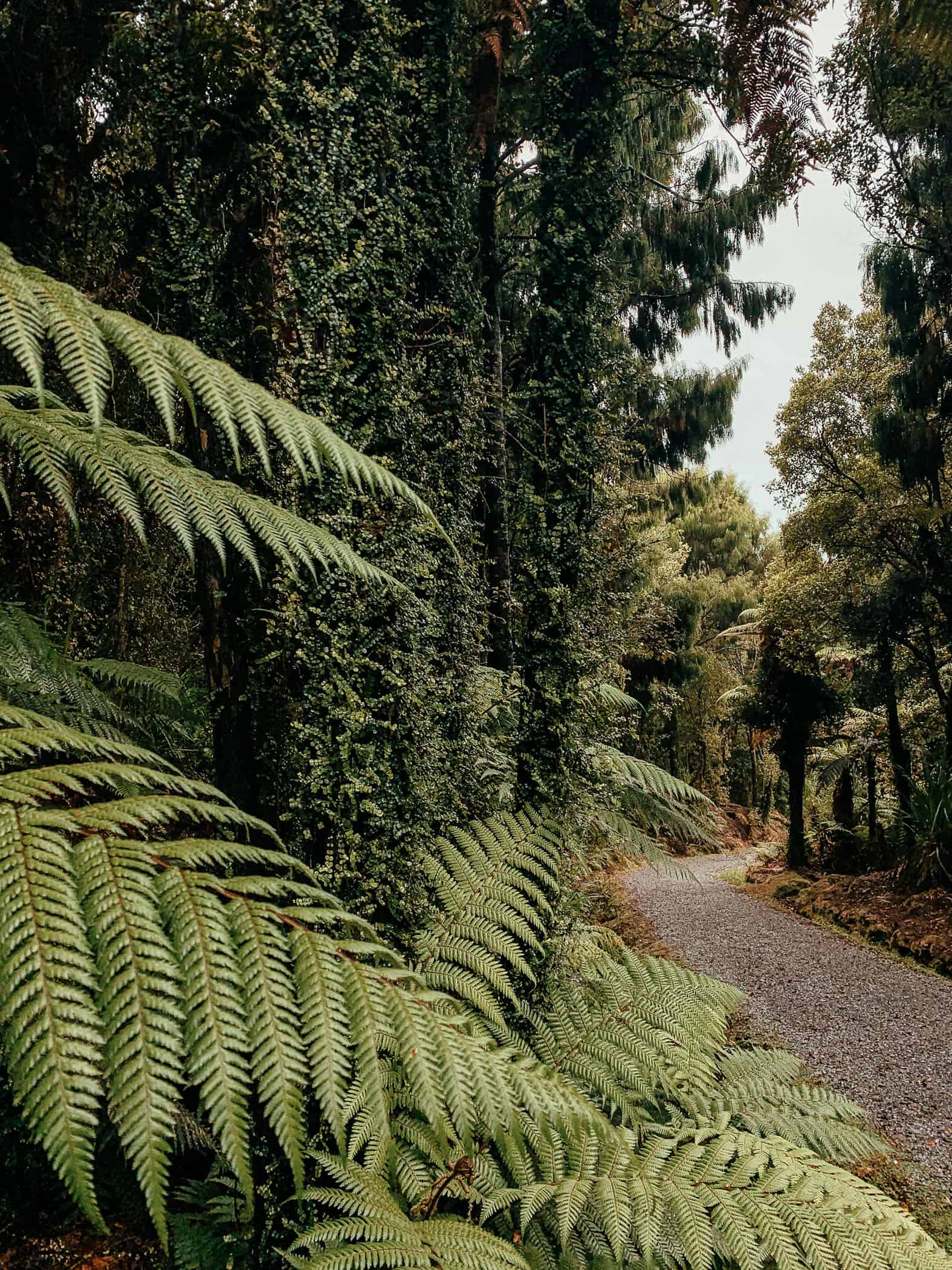Okarito Lagoon Walk