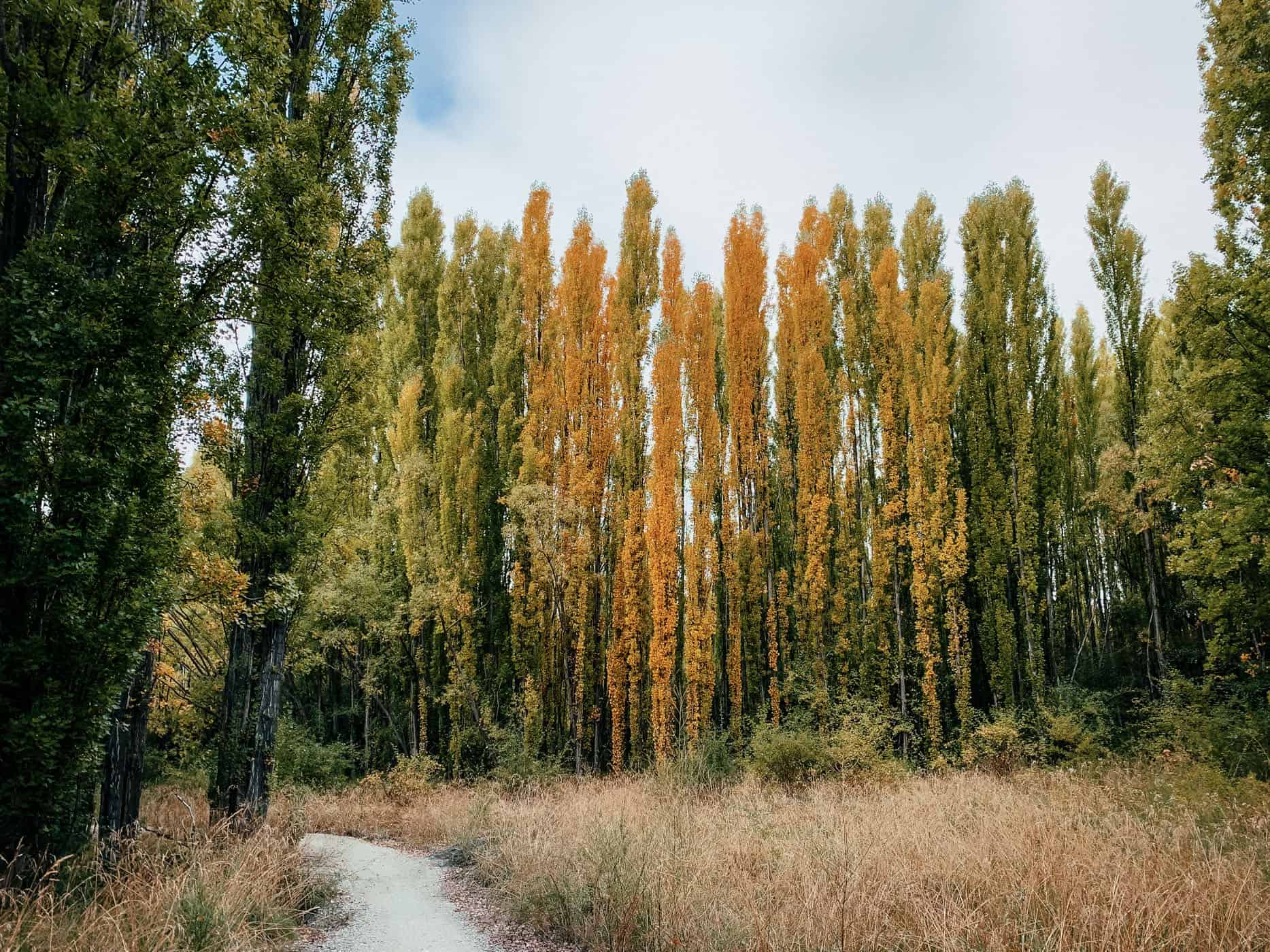 autumn-coloured alley trees