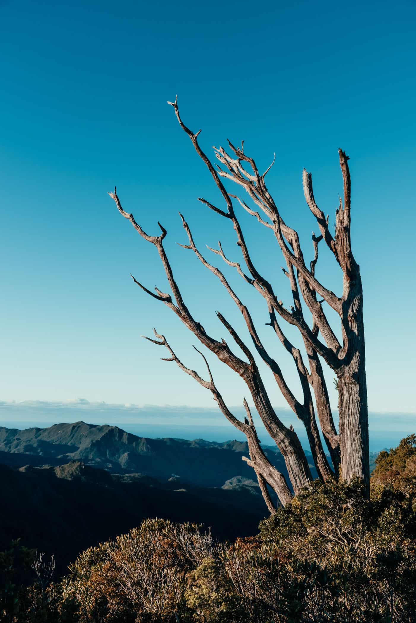 Coromandel Pinnacles in golden light before sunset