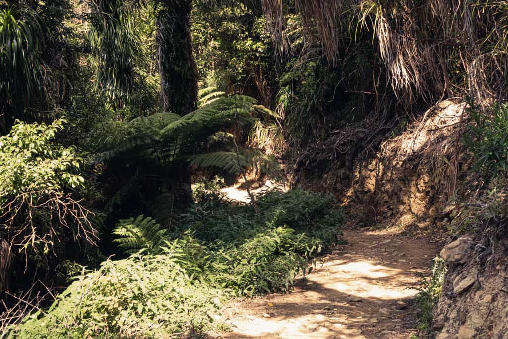 Section of Queen Charlotte Track