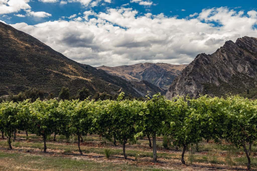 Gibbston Valley vineyards
