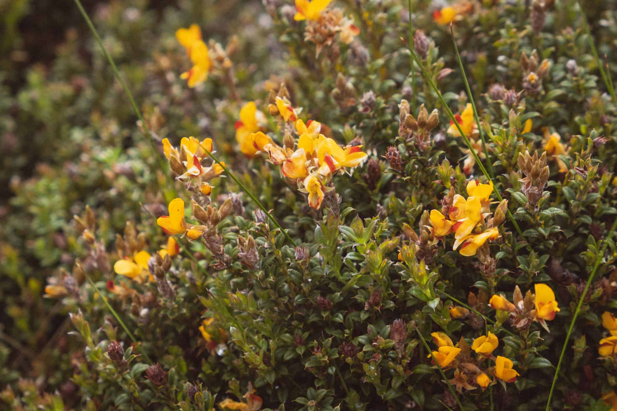 Mount Kosciuszko National Park Rennix Walk