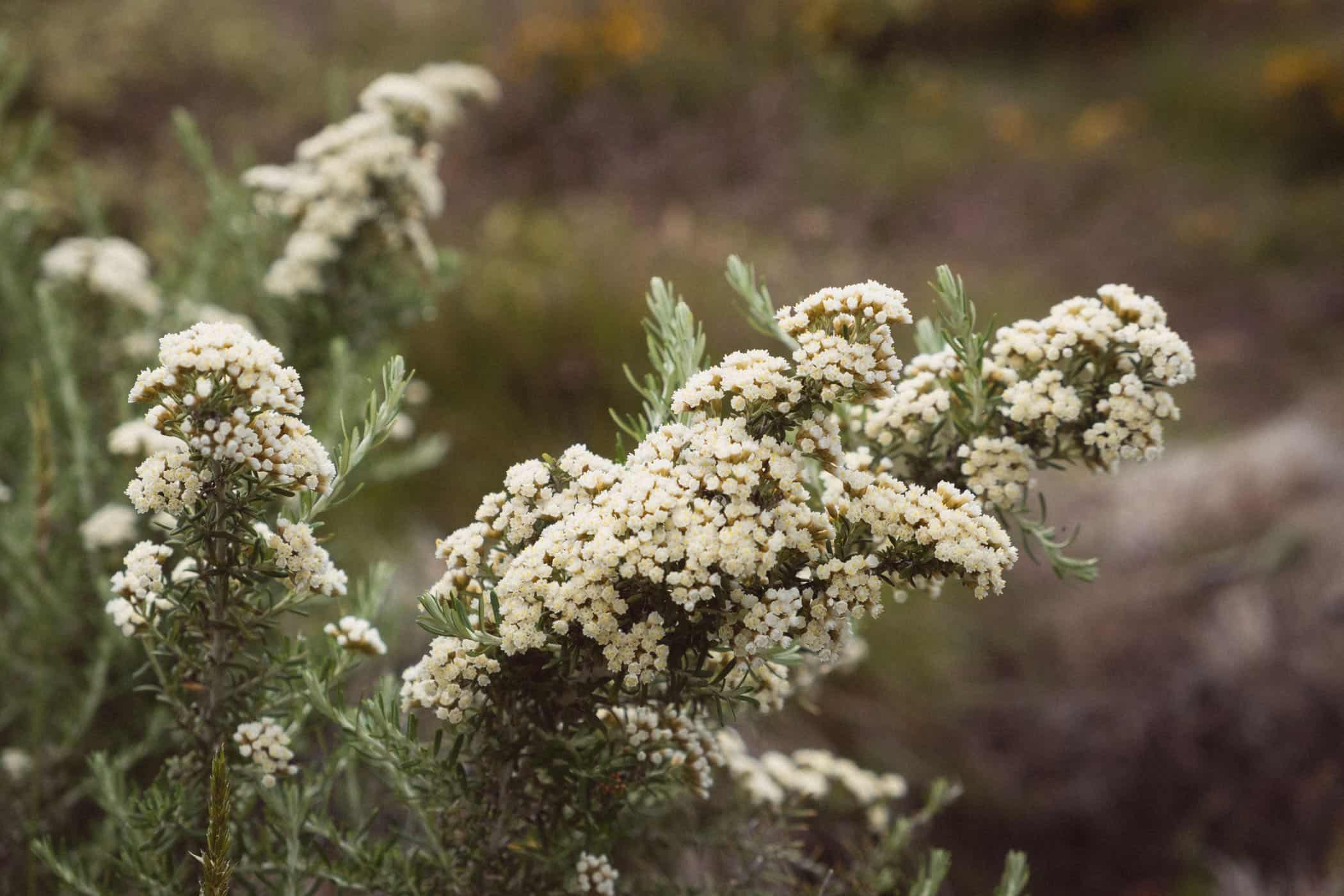 Mount Kosciuszko National Park Rennix Walk