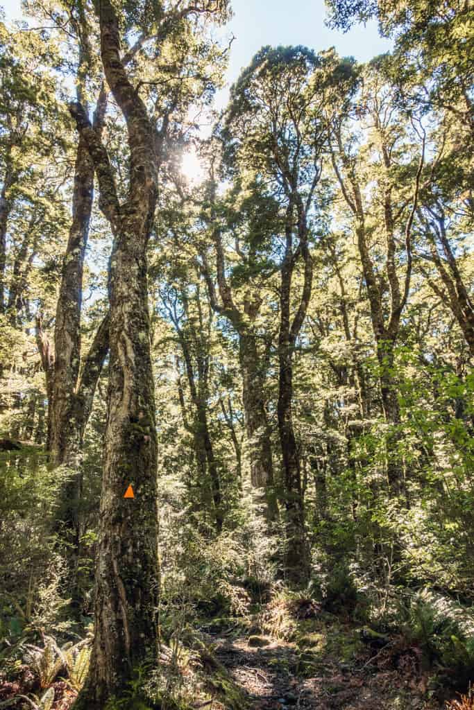Beech forest along Rob Roy Glacier Track
